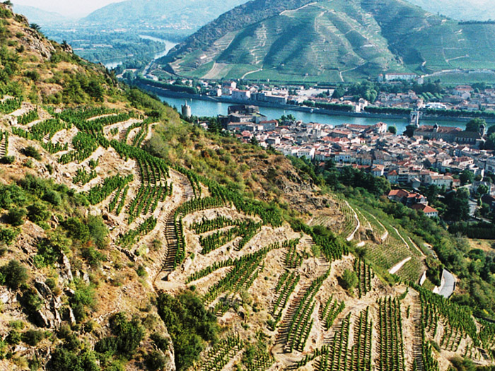 NORTH-RHONE-Guigal-Joseph-Vineyard-USE