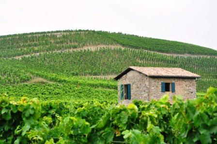 RHONE-VINEYARDS
