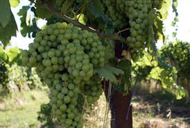 verdicchio